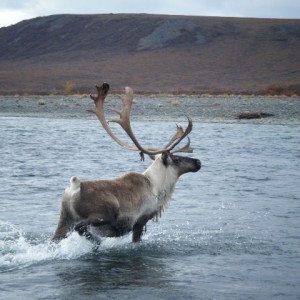 Caribou on the Anisak River