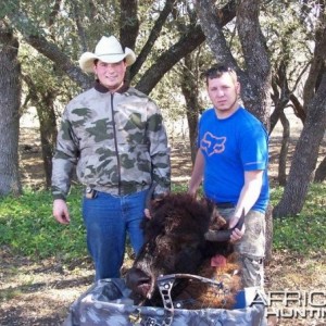 Bowhunting Bison