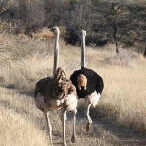 Ostrich in Namibia