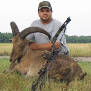 Bowhunting Aoudad