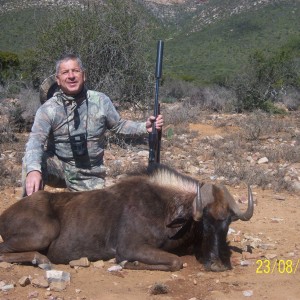 Black Wildebeest