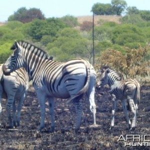 Zebra breed very well in my area