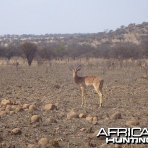 Some good impala rams in the valley