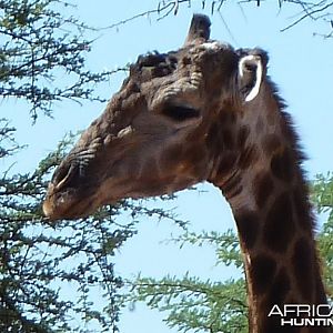 30 Year Old Giraffe Bull Namibia