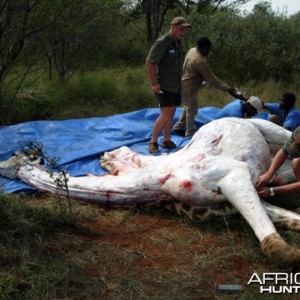 Giraffe Slaughter