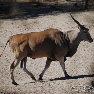 Eland Namibia