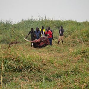 Elephant Skull Caprivi Namibia