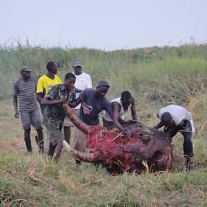 Elephant Skull Caprivi Namibia