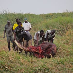 Elephant Skull Caprivi Namibia