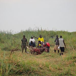 Elephant Skull Caprivi Namibia