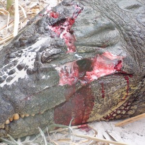 Croc Head Shot