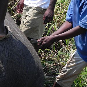 Elephant Being Slaughtered Caprivi Namibia