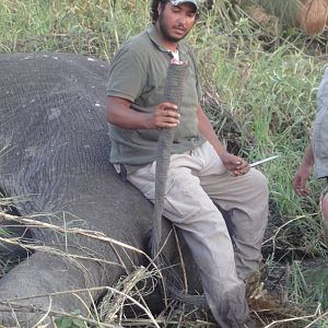 Elephant Tail Caprivi Namibia