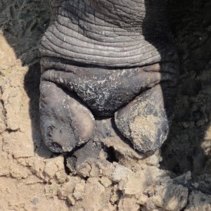 Hippo Front Foot