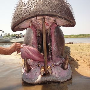 Hippo Mouth