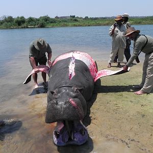 Hippo Slaughtering