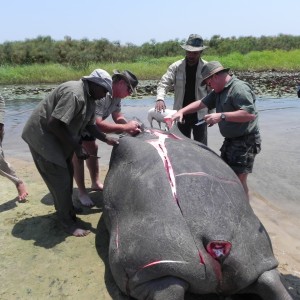 Hippo Slaughtering