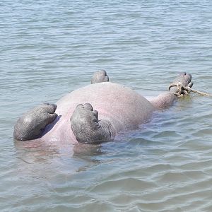 Bringing Hippo on Riverbank Caprivi Namibia