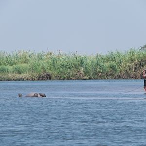 Bringing Hippo on Riverbank Caprivi Namibia