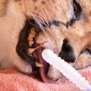 Cheetah at the Cheetah Conservation Fund in Namibia