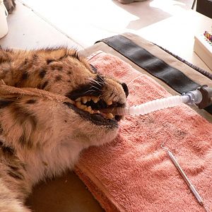 Cheetah at the Cheetah Conservation Fund in Namibia