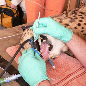 Cheetah at the Cheetah Conservation Fund in Namibia