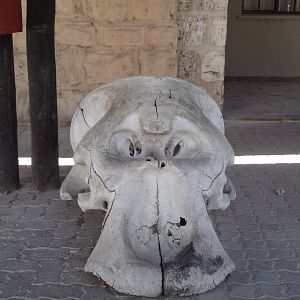 Elephant Skull Namibia