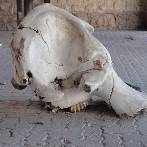 Elephant Skull Namibia