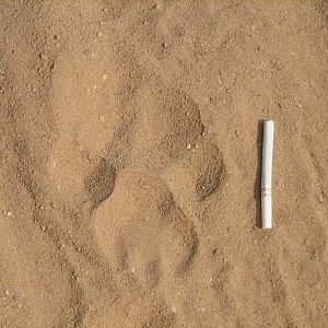 Lion Track Namibia