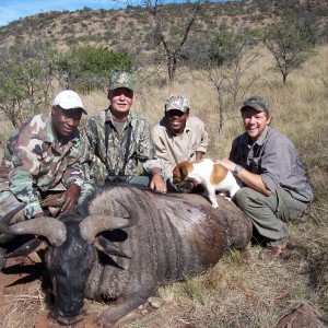 Hunting Blue Wildebeest