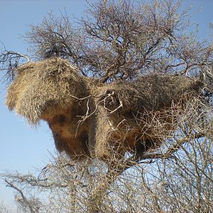 Weaver Nest Namibia