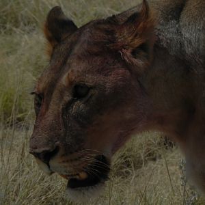 Lion Etosha Namibia