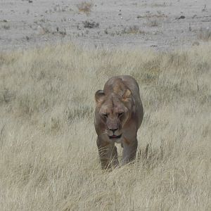 Lion Etosha Namibia