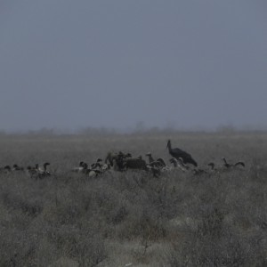 Vultures Namibia