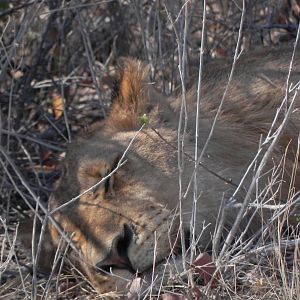 Lion Etosha Namibia