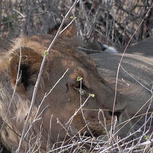 Lion Etosha Namibia