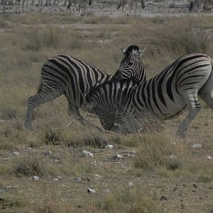 Zebra Etosha Namibia