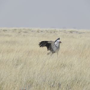 Secretary Bird Etosha Namibia