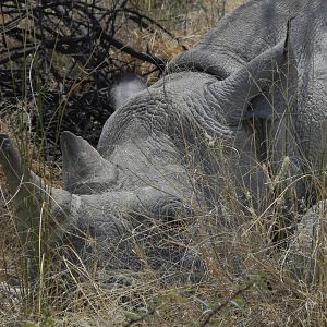 Black Rhino Etosha Namibia