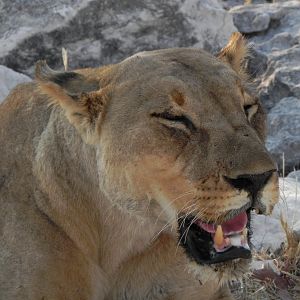 Lion Etosha Namibia