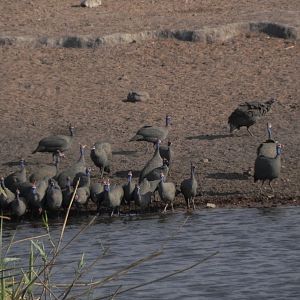 Guineafowls Namibia