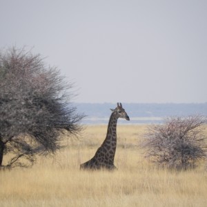 Giraffe Etosha Namibia