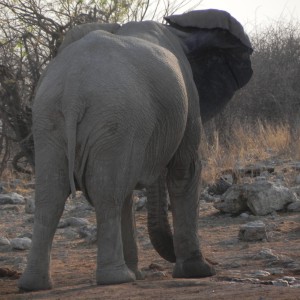 Elephant Etosha Namibia