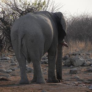 Elephant Etosha Namibia