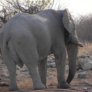 Elephant Etosha Namibia