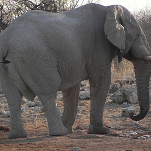 Elephant Etosha Namibia