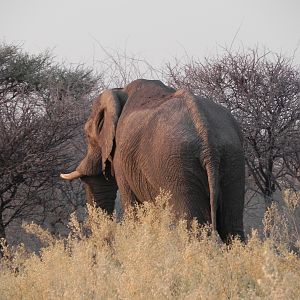 Elephant Etosha Namibia