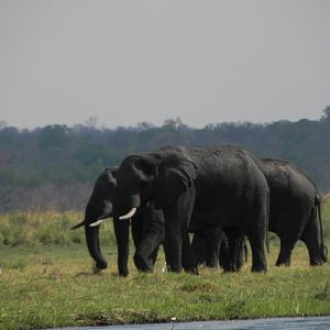 Elephant Caprivi Namibia