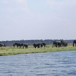 Elephant Caprivi Namibia