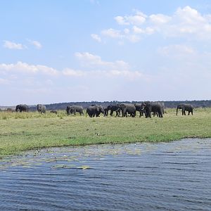 Elephant Caprivi Namibia